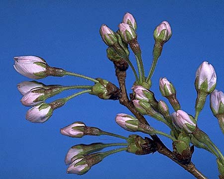 サクラの花１