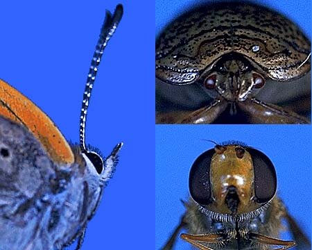 昆虫の顔くらべ