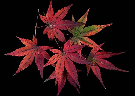 モミジ