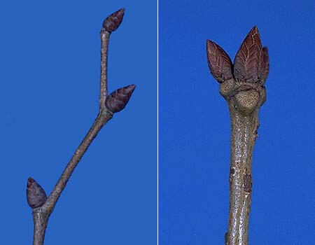 ケヤキとコナラの芽