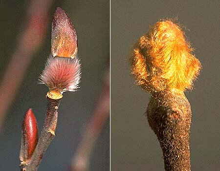 ネコヤナギとキウイの芽