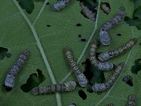 生まれて４日目の幼虫