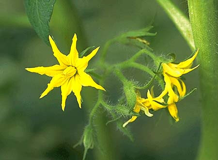 トマトの花