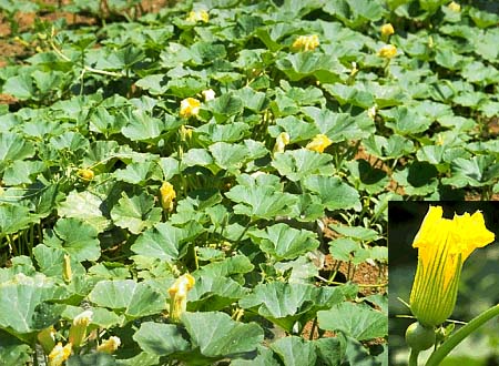 カボチャの花