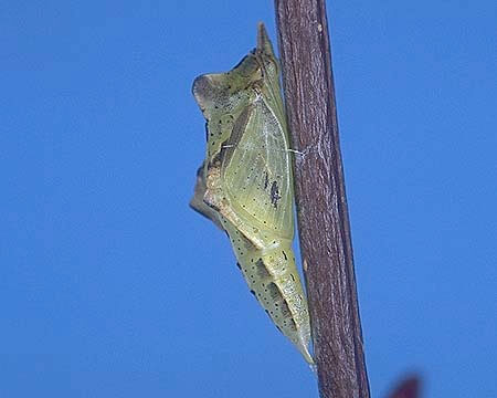 モンシロチョウ おおきくなあれ 大日本図書