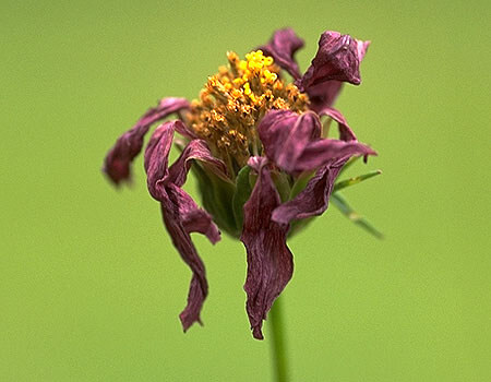 枯れた花