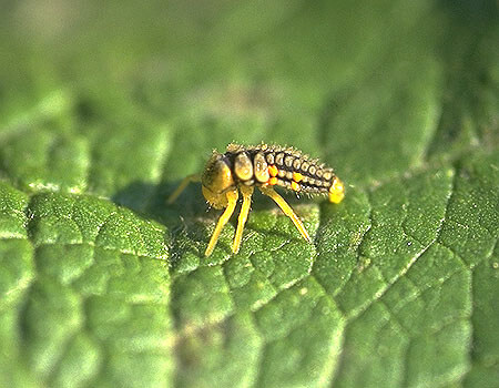 脱皮直後の幼虫