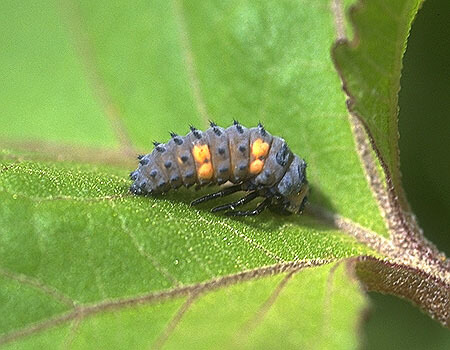 蛹になる直前の幼虫