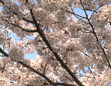 満開の花