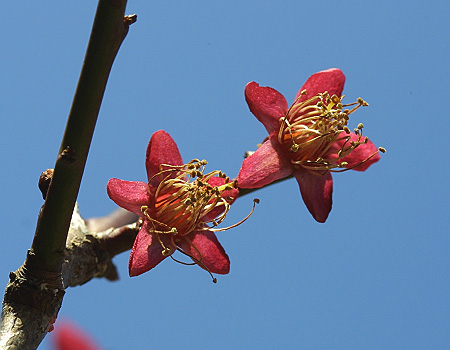 花びら散る