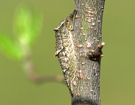 木に登り始めた幼虫