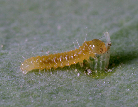 殻を食べる幼虫