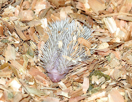 生まれて７日目