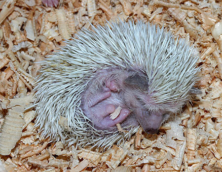 生まれて２２日目