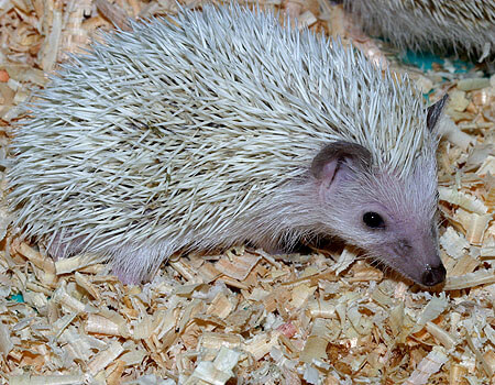 生まれて５２日目