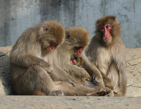 抱かれた子ザル