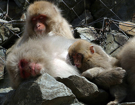 乳を吸う子ザル