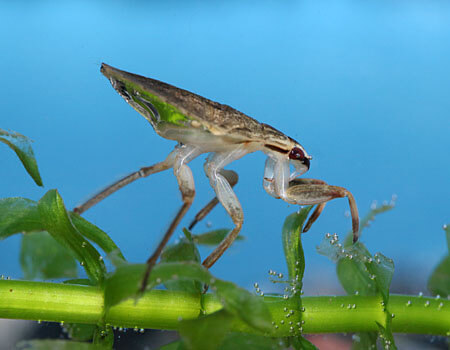 ４齢幼虫