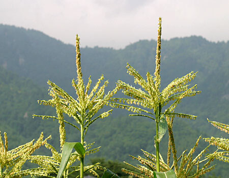 花穂