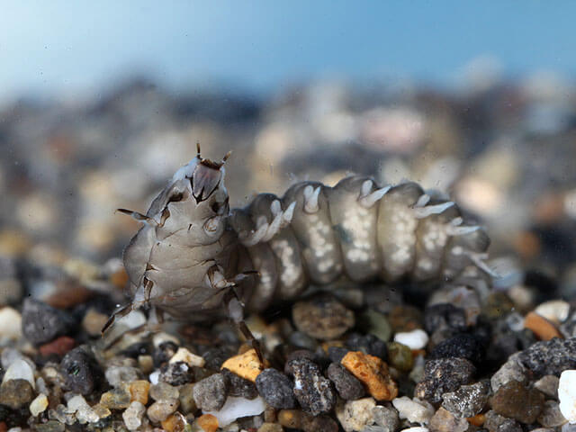 幼虫１cm５mm