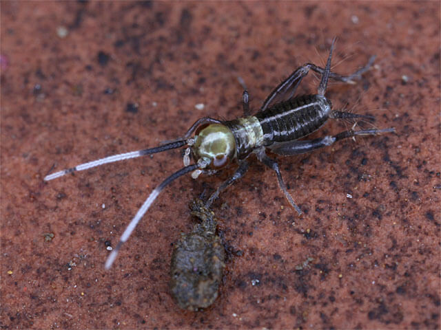 １齢幼虫