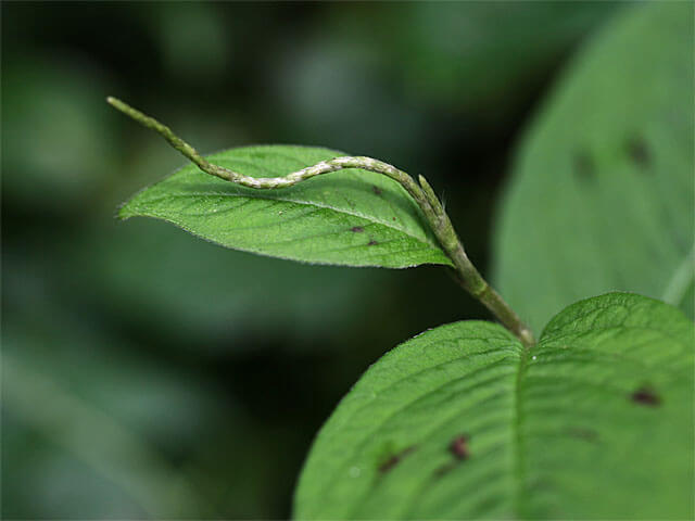 花茎