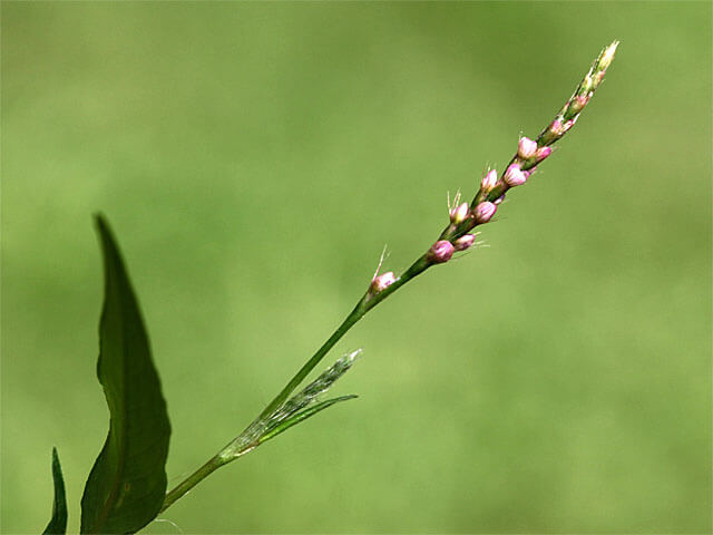 花の穂