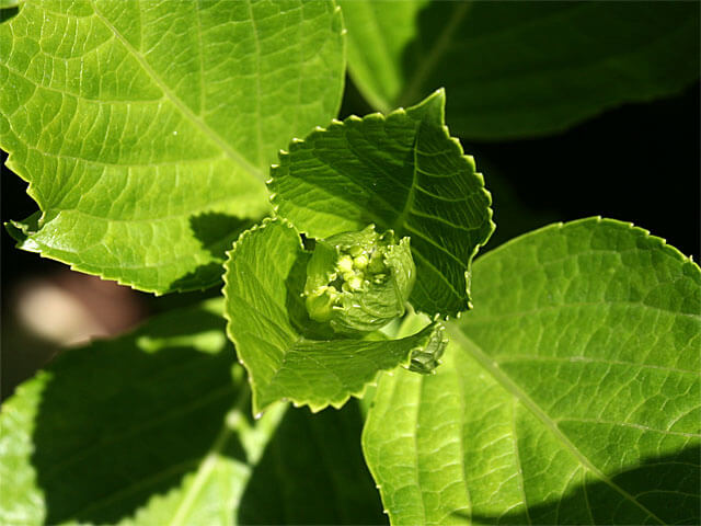 花の咲く枝