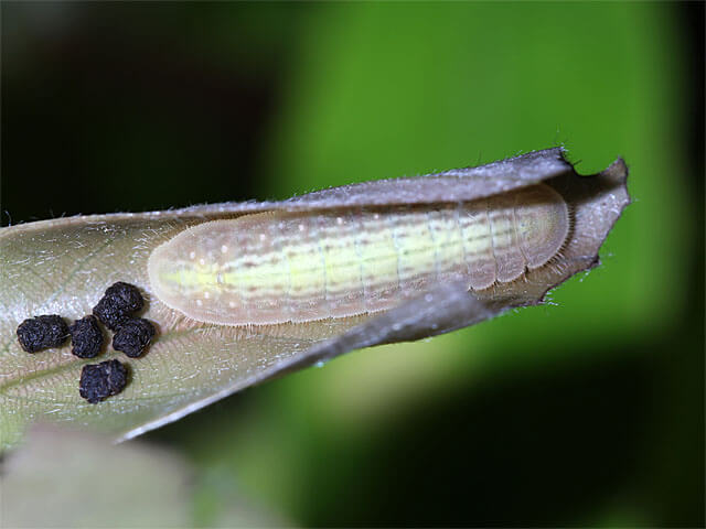 ３齢幼虫