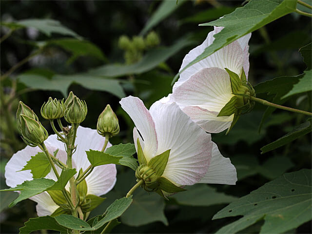 花びらの裏