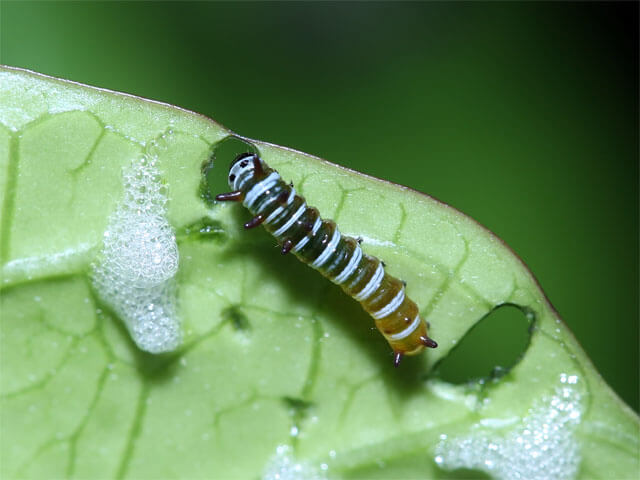 １齢幼虫