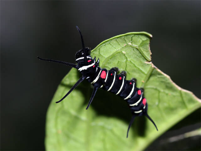 終齢幼虫