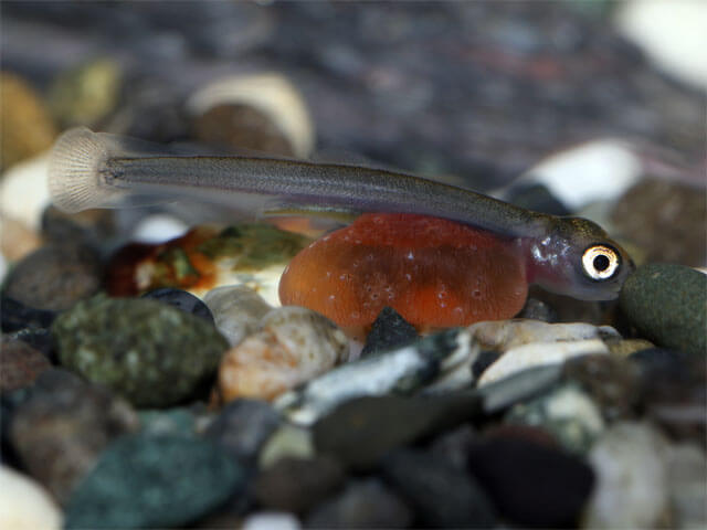 稚魚２