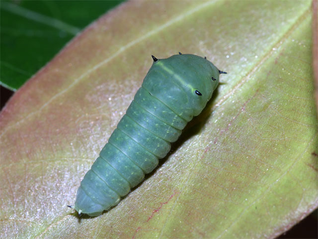 ４齢幼虫