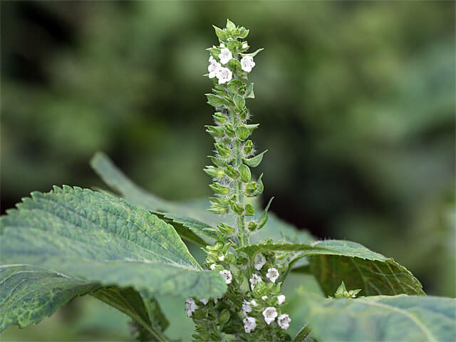 穂の花