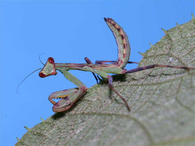 ２齢幼虫