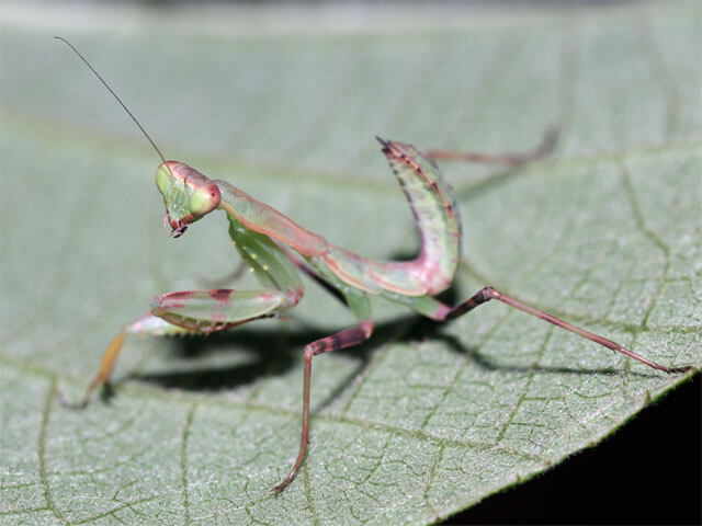 ３齢幼虫