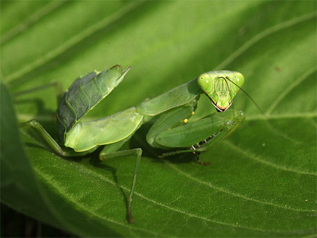 ４齢幼虫