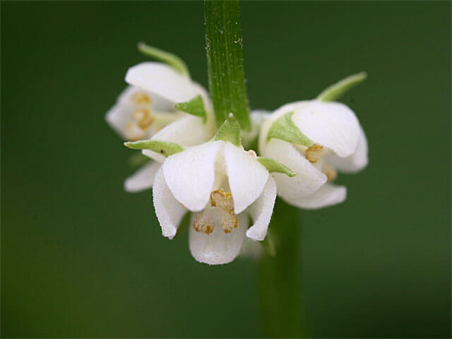 雄花