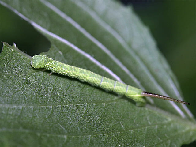 ２齢幼虫