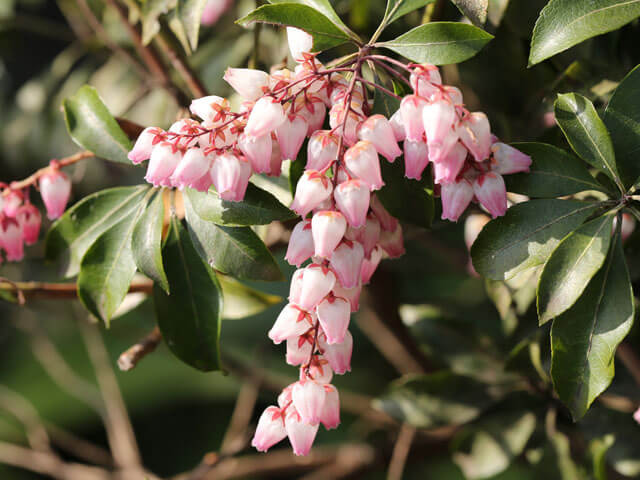 ピンク色の花