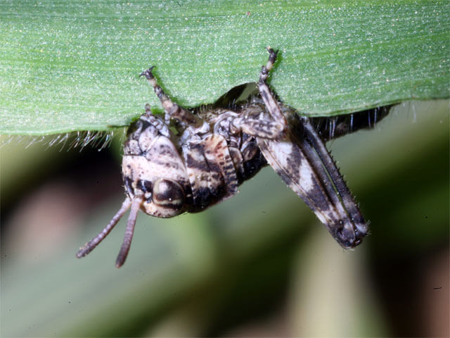 １齢幼虫食事