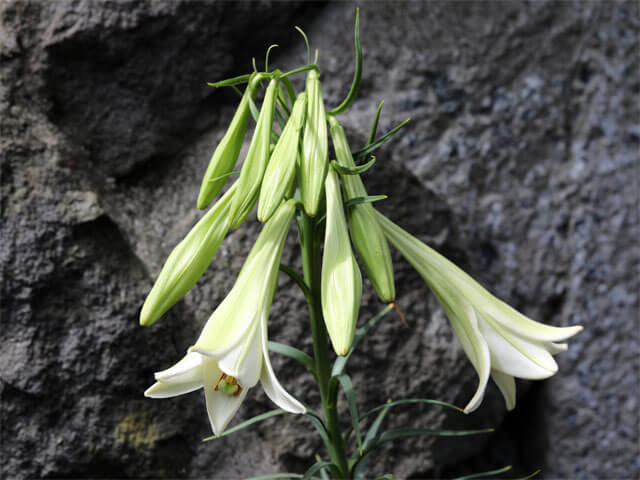 つぼみと花