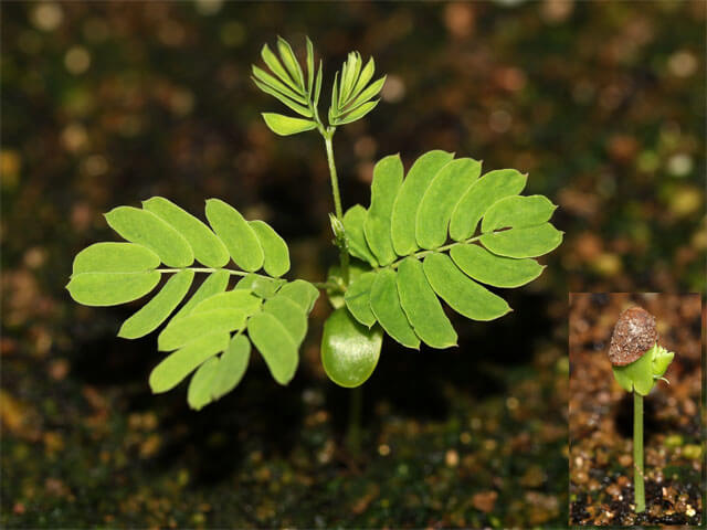 小さな苗木と発芽