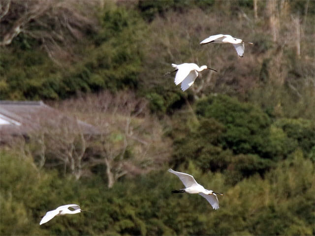 クロツラヘラサギ飛行