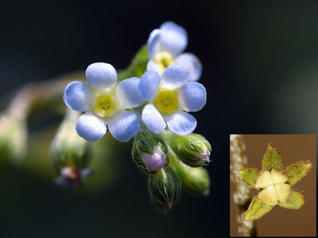 蕾・花・種