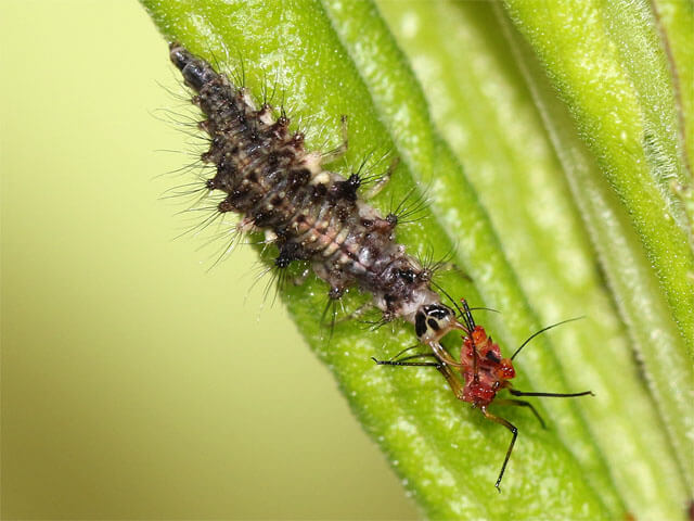 食事をする幼虫