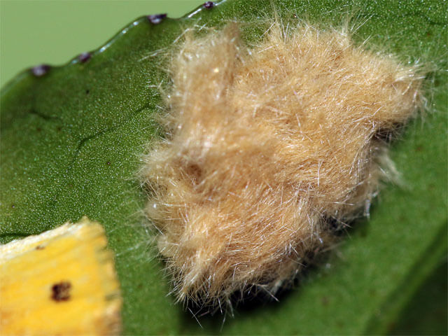 食事をする幼虫