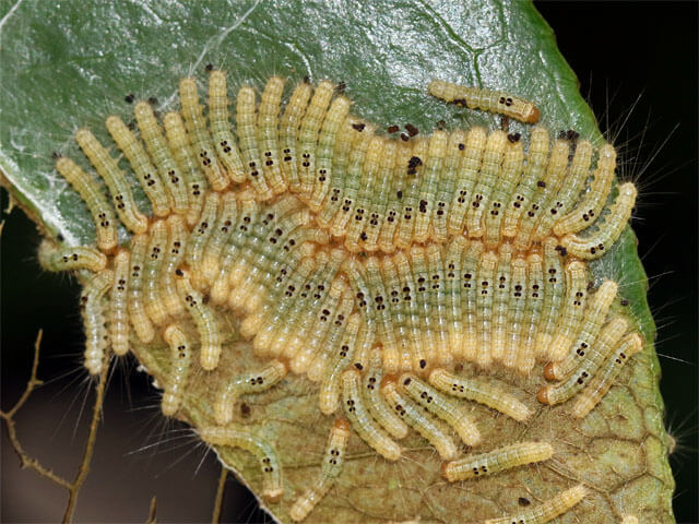 ３齢幼虫食事