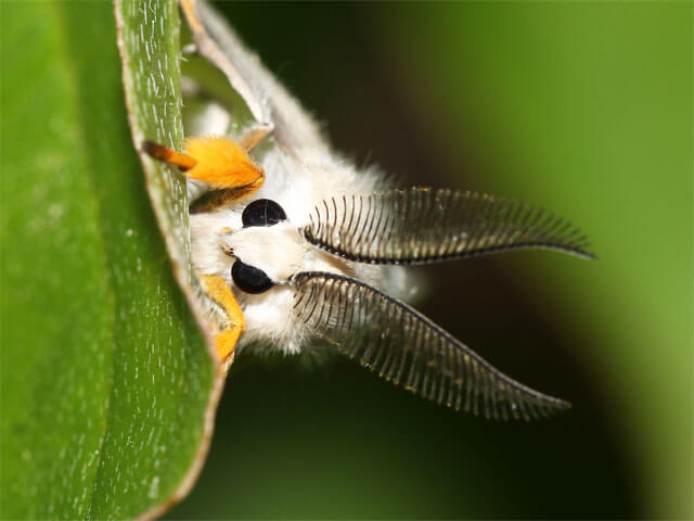 オスの成虫の顔